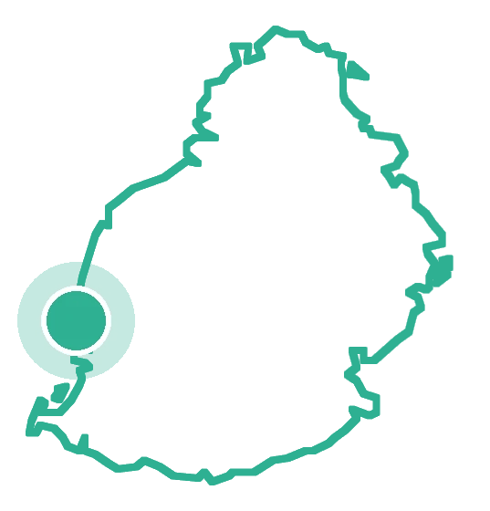 tamarin