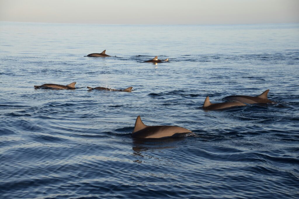 dauphins à l'île maurice