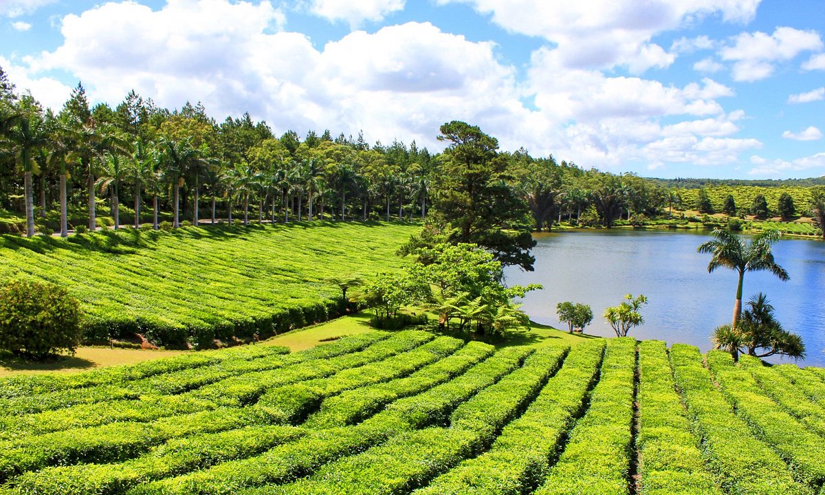 bois cheri plantations the ile maurice