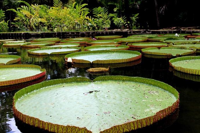 jardin de pamplemousses ile maurice