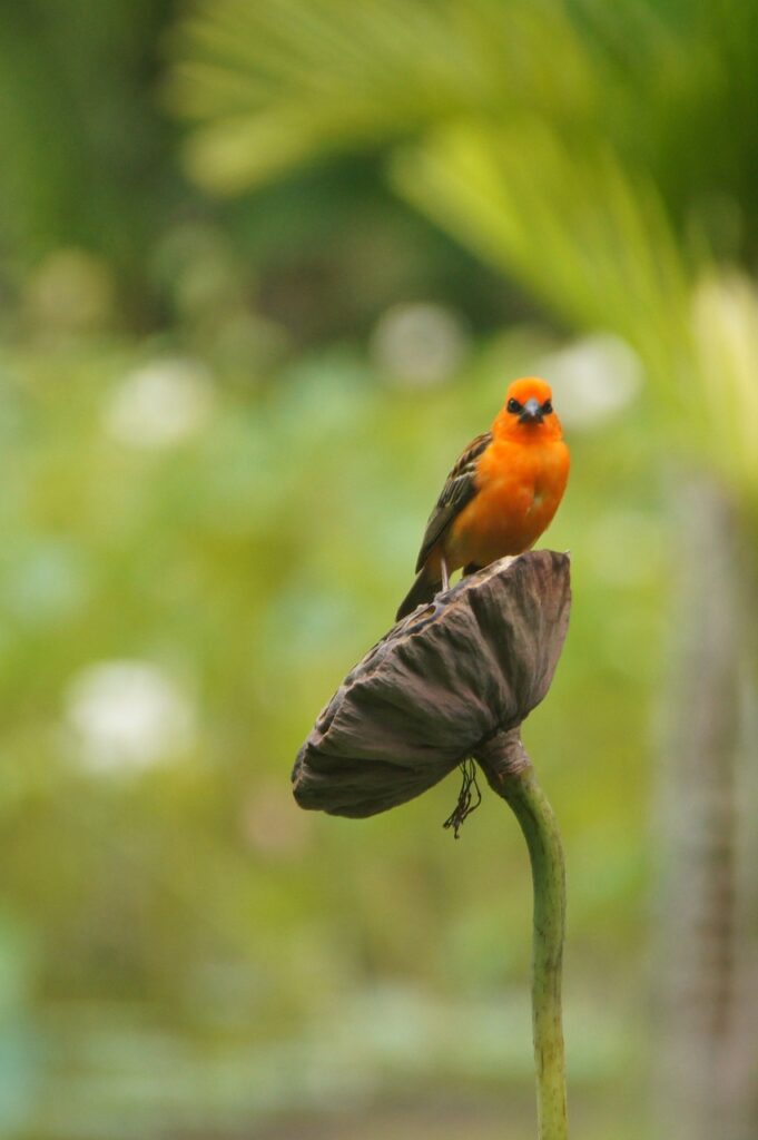 bird, nature, ile-maurice