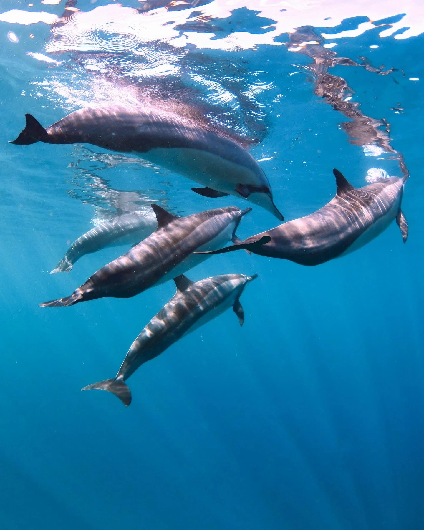 dauphins à l'ile maurice