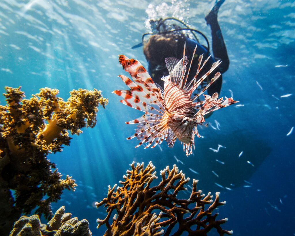 Plongée sous marine