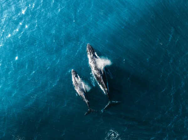 baleines vues de haut ile maurice
