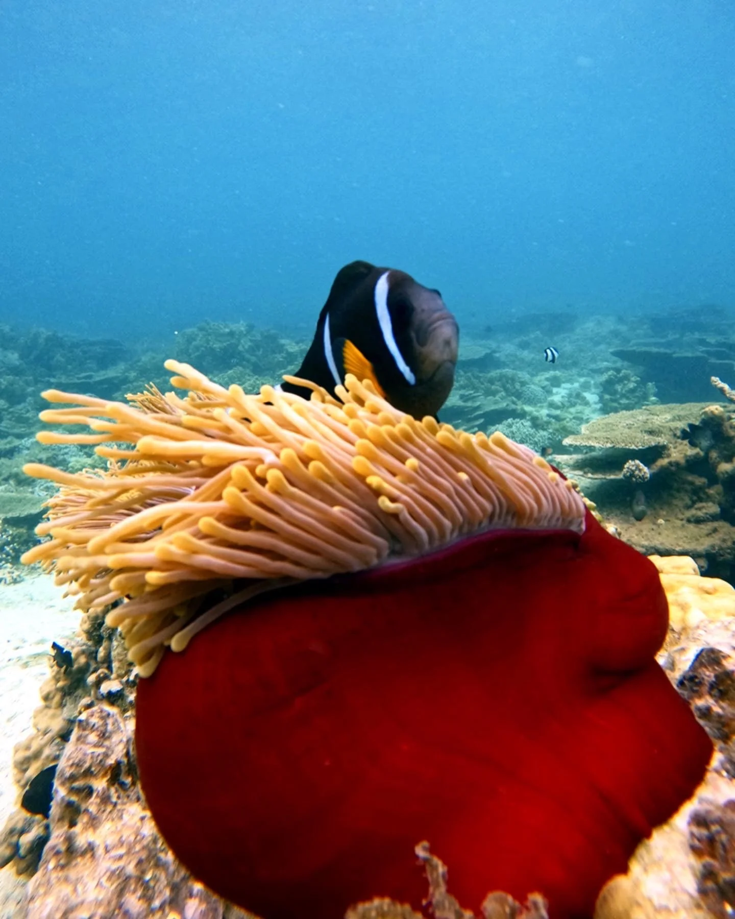 poisson clown ile maurice