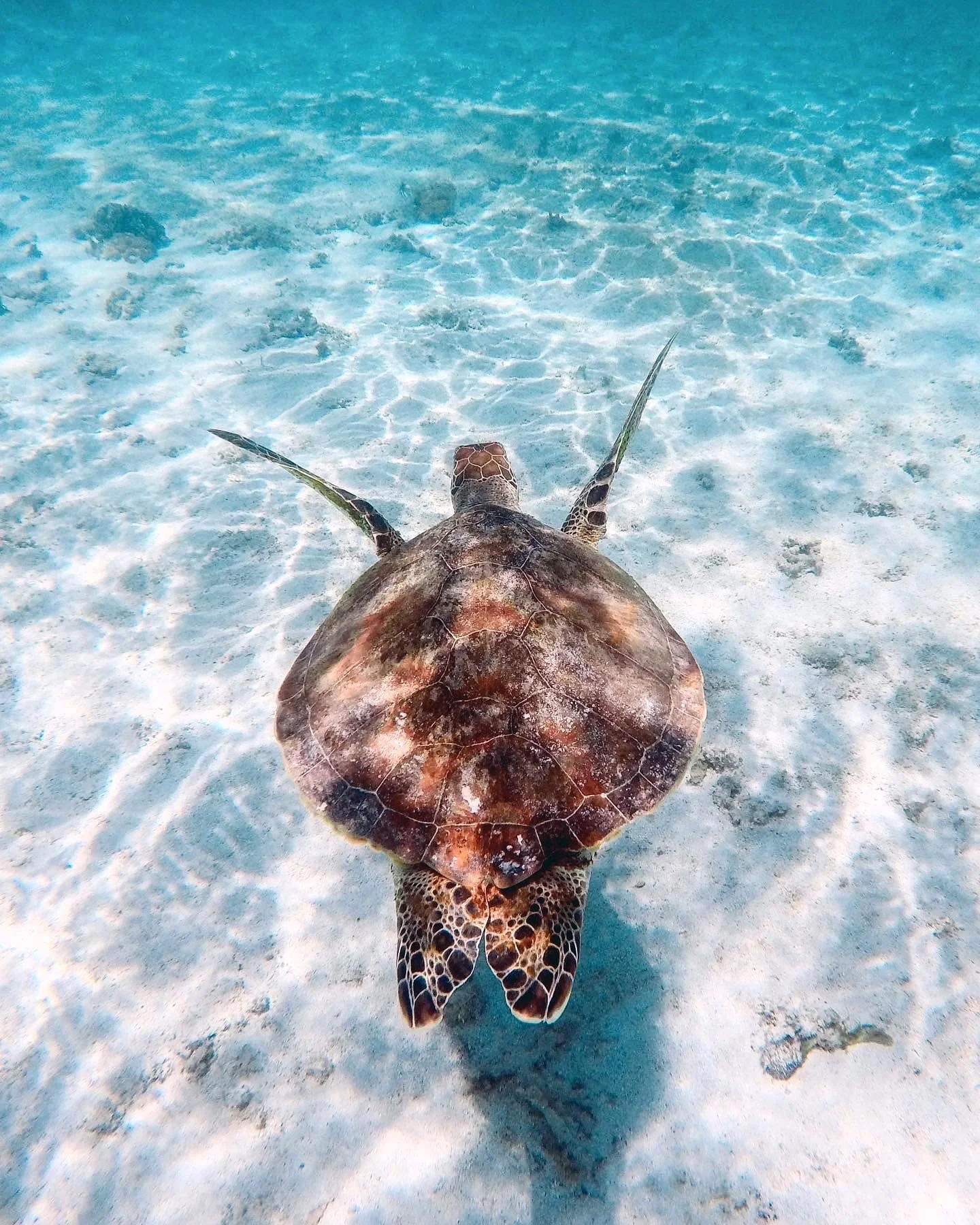 tortue ile maurice