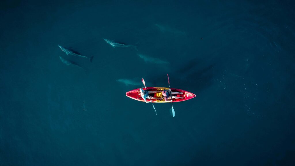Kayak Ile Maurice Dauphins 04 - Kayak Île Maurice : nos meilleures excursions Kayak Ile Maurice Dauphins