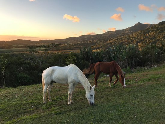 Chevaux Chamarel Ile Maurice - Balade à cheval Île Maurice : nos meilleures randonnées équestres Chevaux Chamarel Ile Maurice