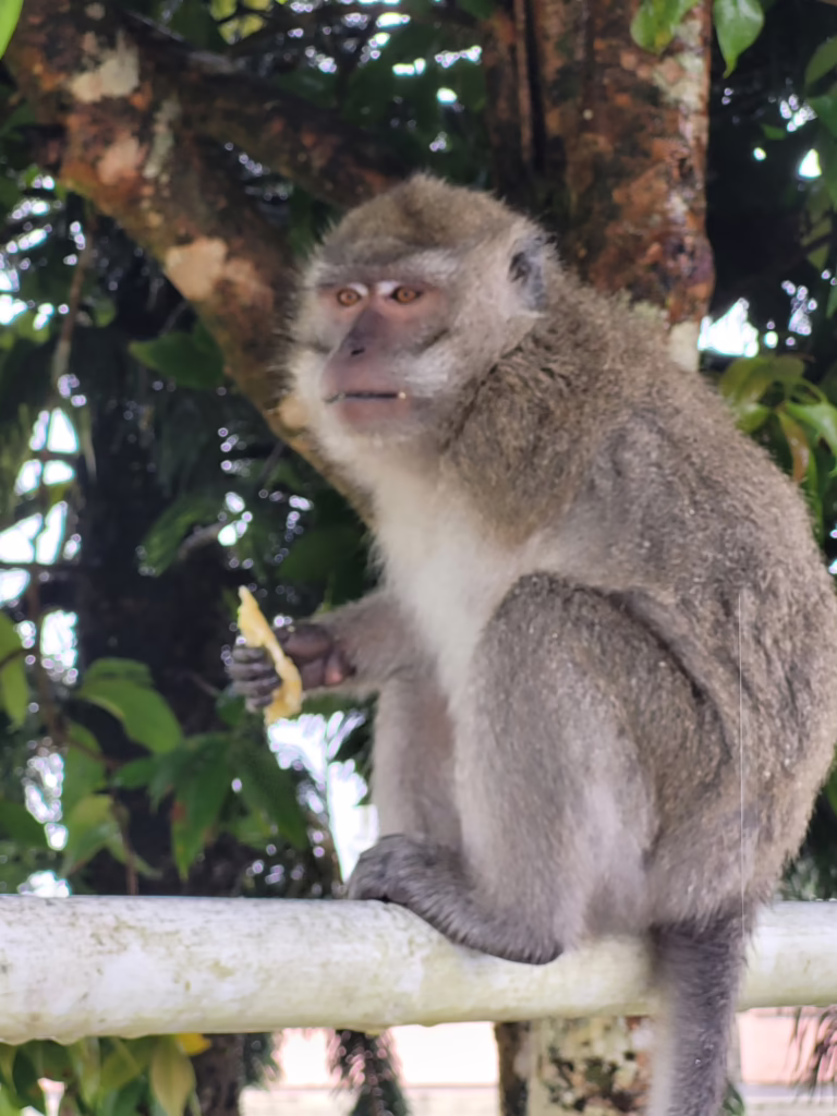 Singe à Ganga Talao Grand Bassin