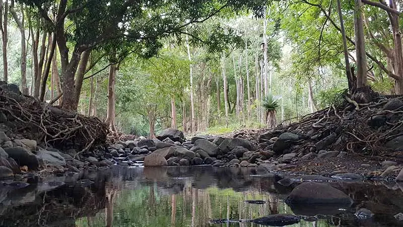 Randonnée à la rivière noire de l'île Maurice