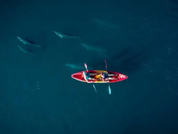 Kayak sur l'eau entouré de dauphins