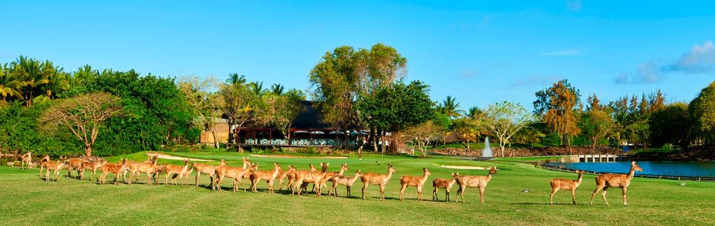 hotel constance belle mare animaux