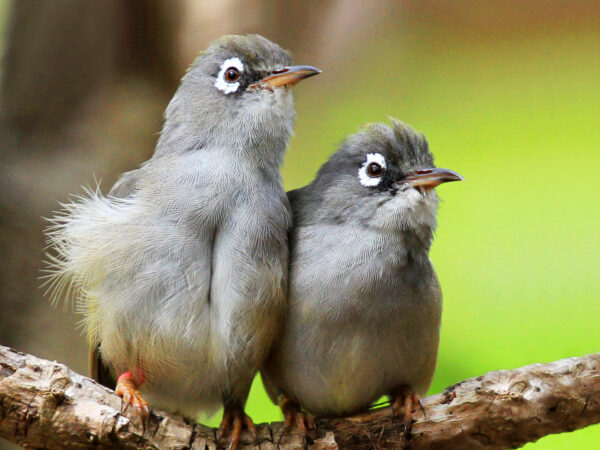 oiseaux ile aux aigrettes