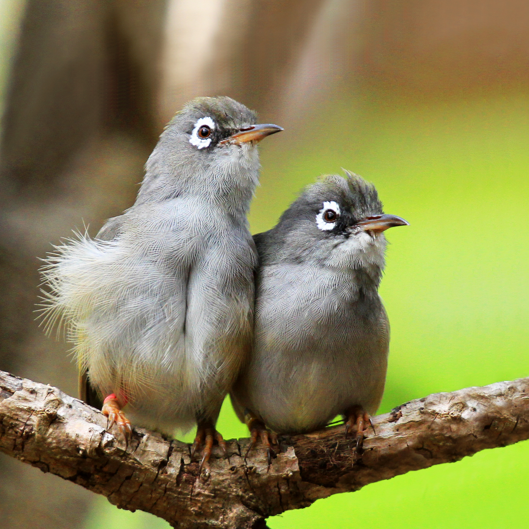 oiseaux ile aux aigrettes