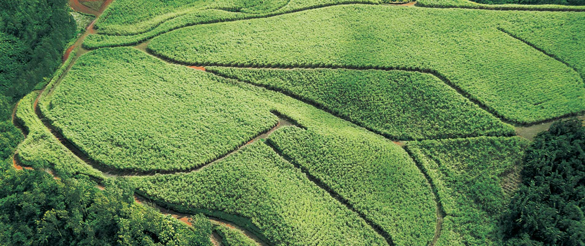 cane à sucre rhumerie chamarel