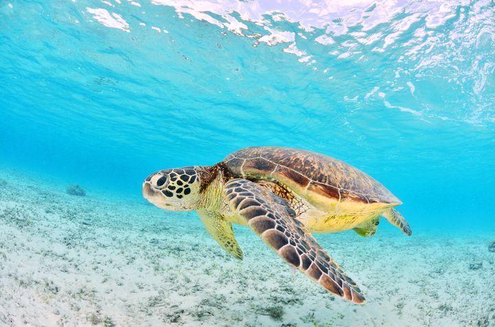 web 1778185812623 m22azi - Nager avec les tortues à l’île Maurice : les 8 meilleurs spots Tortue île maurice : Les 8 meilleurs spots pour les voir et nager