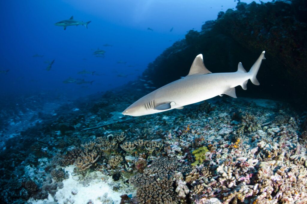 Requin à l’île Maurice : où les croiser sans stress