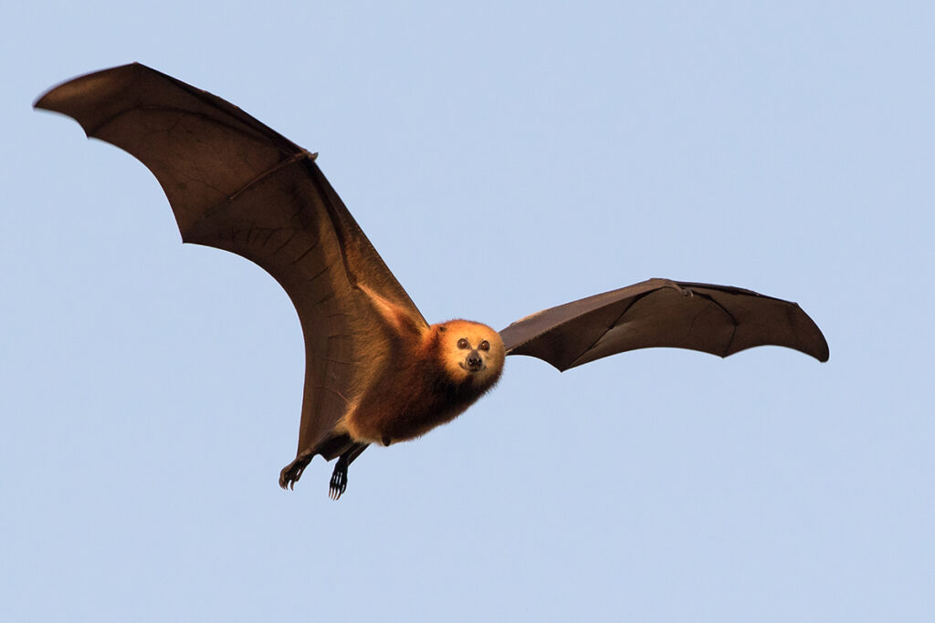 web 1785505239217 mfsdwf 1 - Chauve-souris à l’île Maurice : identifier la roussette noire Chauve-souris à l’île Maurice : identifier la roussette noire