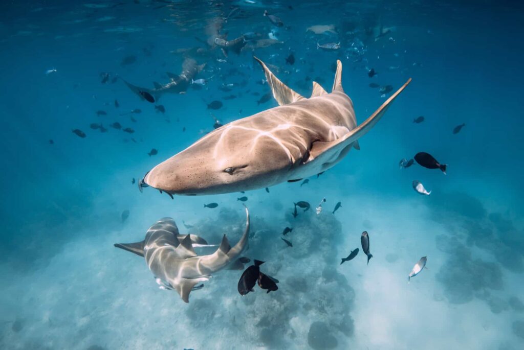Requins nourrices nageant parmi les poissons au-dessus d’un fond sableux