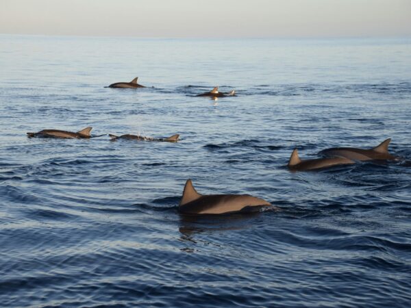 catamaran ouest benitiers dauphins partage 02 - L'île aux Bénitiers à l'île Maurice Groupe de dauphins nageant en surface au petit matin