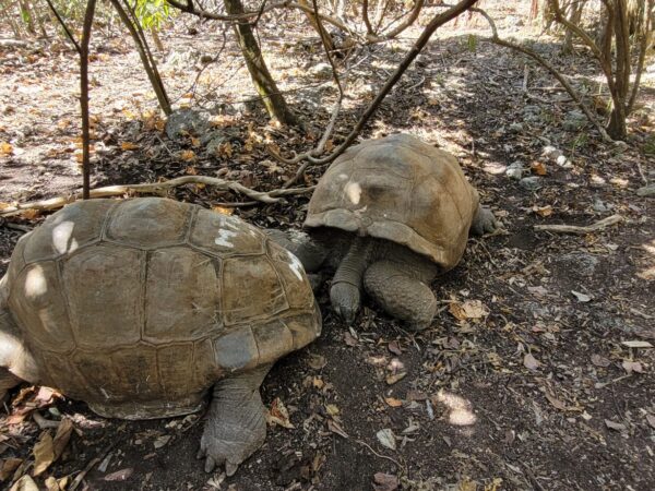 eco tour ile aux aigrettes 02 - Home Deux tortues géantes d'Aldabra à l'ombre des arbres de la réserve