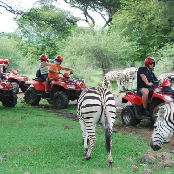 quad and zebras