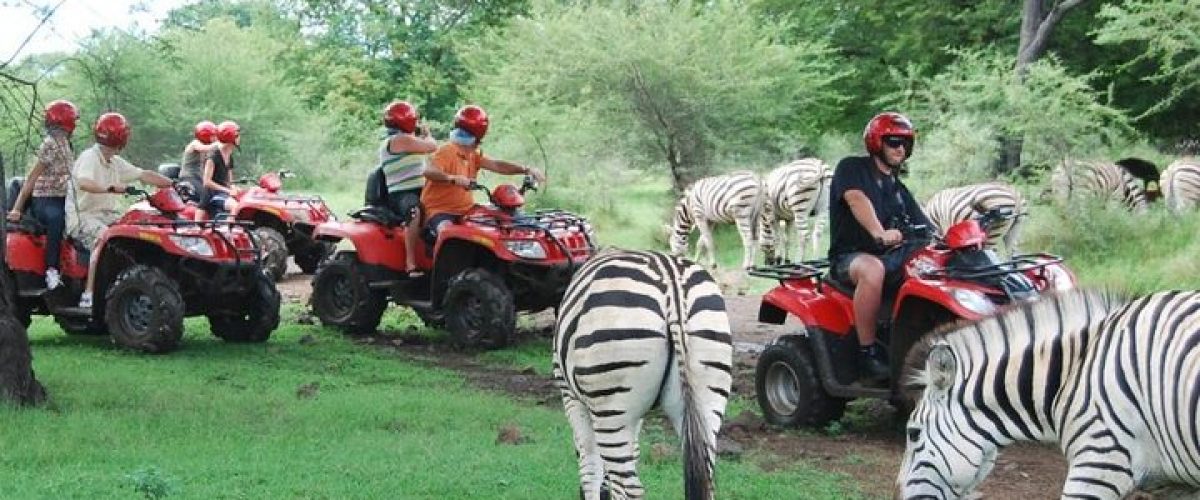 quad and zebras