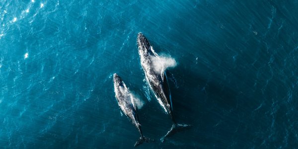 baleines vues de haut ile maurice