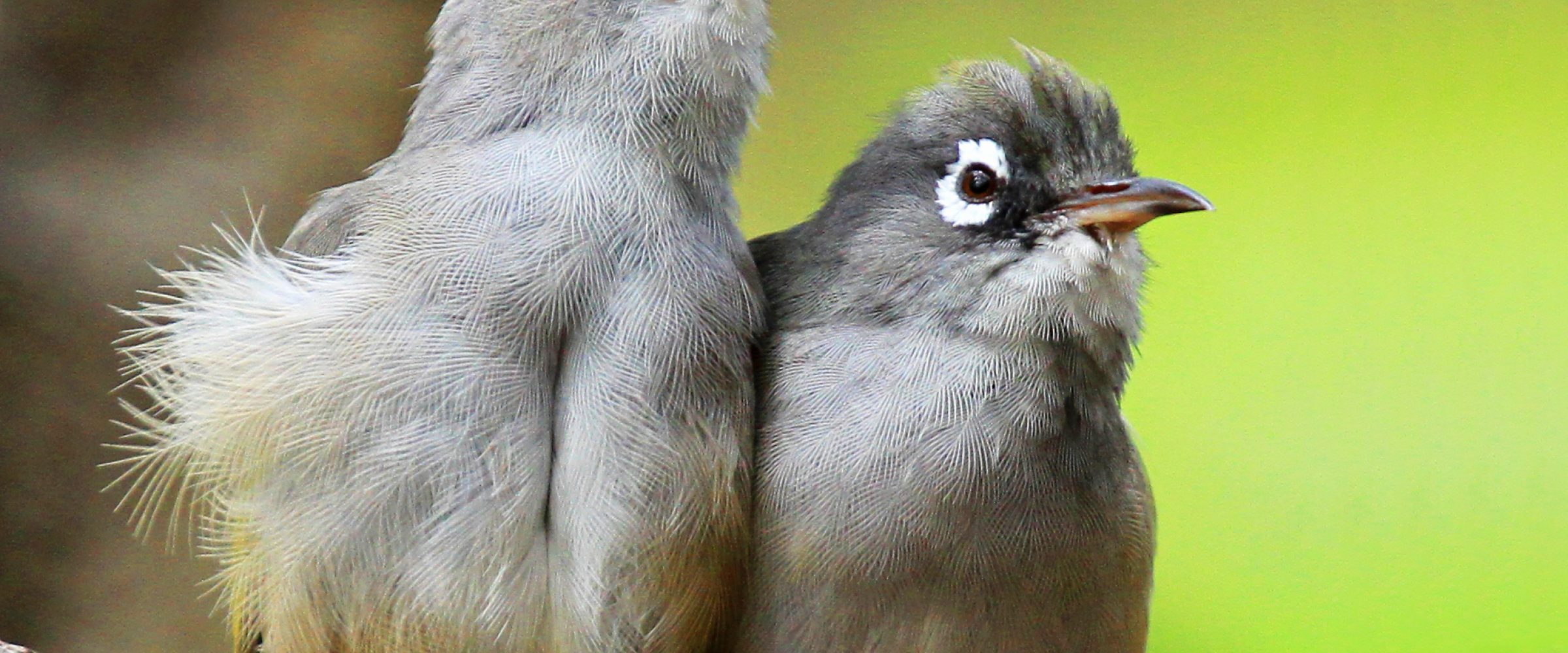 oiseaux ile aux aigrettes oiseaux ile aux aigrettes