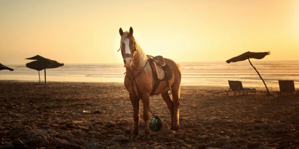 Horse on Sand